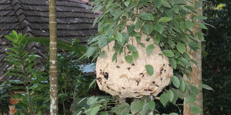 ഓമശേരിയിൽ തൊഴിലുറപ്പ് തൊഴിലാളികള്‍ക്ക് ജോലിക്കിടെ കടന്നല്‍ കുത്തേറ്റു