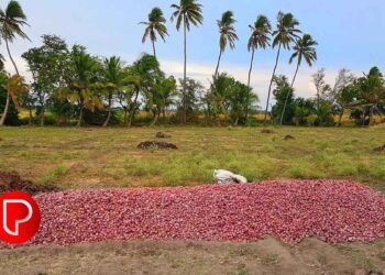 ‘സവാള ഗിരിഗിരിയാൻ അല്പം പാട് പെടും’; വിപണിയിൽ ഉള്ളി വില കുതിച്ചുയരുന്നു