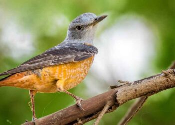 വാഴയൂരിൽ അപൂര്‍വ ദേശാടകന്‍ ചെമ്പുവാലൻ വീണ്ടുമെത്തി; ചിത്രം പകർത്തിയത് ടി കെ മുഹമ്മദ് ഷമീർ കൊടിയത്തൂർ