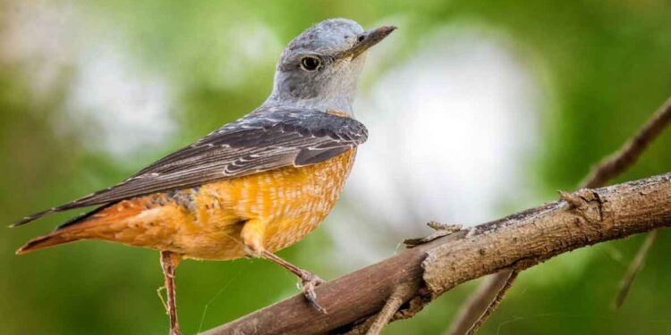 വാഴയൂരിൽ അപൂര്‍വ ദേശാടകന്‍ ചെമ്പുവാലൻ വീണ്ടുമെത്തി; ചിത്രം പകർത്തിയത് ടി കെ മുഹമ്മദ് ഷമീർ കൊടിയത്തൂർ