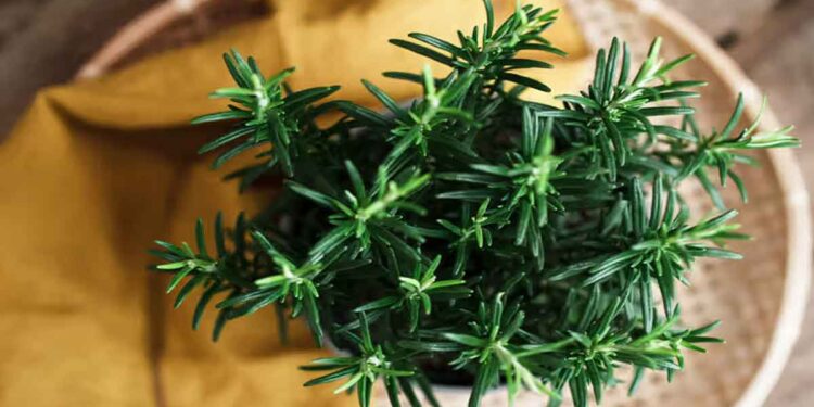 അകാല നര അകറ്റാൻ റോസ്‌മേരി ഓയില്‍ ഉപയോഗിക്കേണ്ടത്