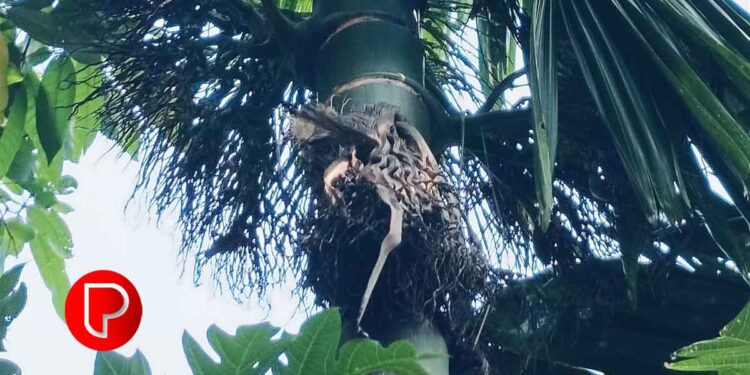 ചാത്തമംഗലം വെള്ളന്നൂരിൽ കവുങ്ങിൻ തോട്ടങ്ങളില്‍ സ്ഥിരമായി അടക്ക മോഷണം പോകുന്നു; കർഷകൻ്റെ പ്രശ്‌നം പരിഹരിക്കാൻ പോലീസ് എത്തി; പ്രതികളെ പിടികൂടി