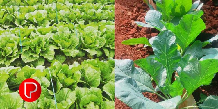 ശീതകാല വിളകളായ കാബേജ്, കോളിഫ്‌ളവർ എന്നിവയിലെ കീടങ്ങളും രോഗങ്ങളും തടയുന്നതിനുള്ള ചില ടിപ്പുകൾ ഇതാ.