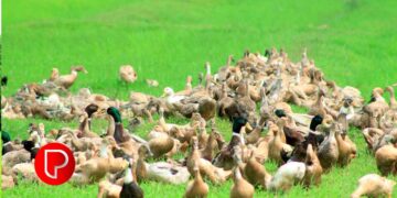 ആലുവ സ്റ്റേറ്റ് സീഡ് ഫാമില്‍ താറാവുകള്‍ വില്‍പനക്ക്