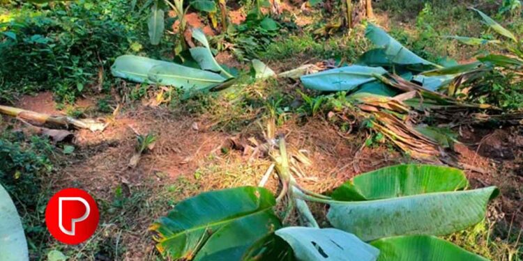 മലയോര മേഖലയിലെ കർഷകരുടെ നിസഹായത; മണാശേരിയിൽ കഴിഞ്ഞ ദിവസങ്ങളില്‍ കാട്ടുപന്നിക്കൂട്ടം നശിപ്പിച്ചത് ഇരുന്നൂറോളം വാഴകൾ