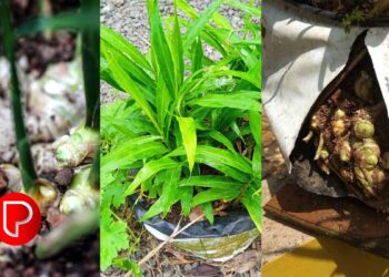 ഗ്രോ ബാഗുകളില്‍ കൃഷി ചെയ്യുന്നതിന് അനുയോജ്യം, ഹെക്ടറിന് 24.33 ടണ്ണോളം വിളവു ലഭിക്കും, സുരസ ഇഞ്ചി കര്‍ഷകരിലേക്ക്; വികസിപ്പിച്ചെടുത്തത് കോഴിക്കോട് ഭാരതീയ സുഗന്ധവിള ഗവേഷണ സ്ഥാപനം