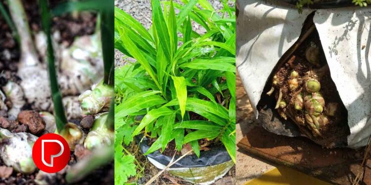 ഗ്രോ ബാഗുകളില്‍ കൃഷി ചെയ്യുന്നതിന് അനുയോജ്യം, ഹെക്ടറിന് 24.33 ടണ്ണോളം വിളവു ലഭിക്കും, സുരസ ഇഞ്ചി കര്‍ഷകരിലേക്ക്; വികസിപ്പിച്ചെടുത്തത് കോഴിക്കോട് ഭാരതീയ സുഗന്ധവിള ഗവേഷണ സ്ഥാപനം