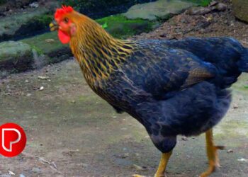 കൊടിയത്തൂർ ഗ്രാമ പഞ്ചായത്തിൽ വനിതകൾക്കായി മുട്ടക്കോഴി വിതരണം ചെയ്തു