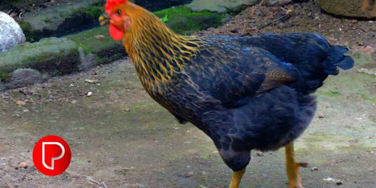 കൊടിയത്തൂർ ഗ്രാമ പഞ്ചായത്തിൽ വനിതകൾക്കായി മുട്ടക്കോഴി വിതരണം ചെയ്തു