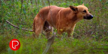 നന്‍മണ്ടയിൽ 4 പേരെ കടിച്ച തെരുവുനായയ്ക്ക് പേവിഷബാധ സ്ഥിരീകരിച്ചു