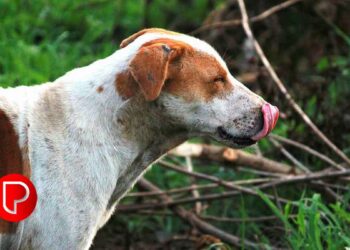 നന്‍മണ്ടയിൽ 4 പേരെ കടിച്ച തെരുവുനായയ്ക്ക് പേവിഷബാധ സ്ഥിരീകരിച്ചു
