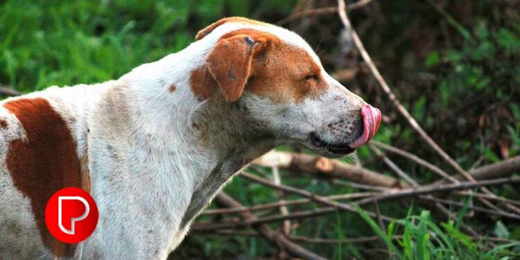 നന്‍മണ്ടയിൽ 4 പേരെ കടിച്ച തെരുവുനായയ്ക്ക് പേവിഷബാധ സ്ഥിരീകരിച്ചു