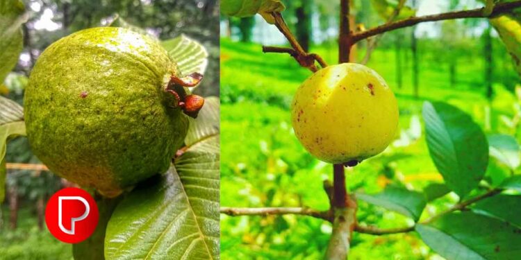 പേരക്ക ചുവട്ടില്‍ നിന്നും നല്ലപോലെ കായ്ക്കാൻ ഇങ്ങനെ ചെയ്താല്‍ മതി
