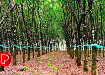 രാജ്യത്തെ ഏറ്റവും ഉയർന്ന ഗ്രാമീണ തൊഴിലാളി വേതനം; ആർബിഐ റിപ്പോർട്ടിൽ കേരളം ഒന്നാമത്