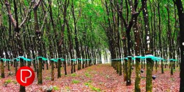 രാജ്യത്തെ ഏറ്റവും ഉയർന്ന ഗ്രാമീണ തൊഴിലാളി വേതനം; ആർബിഐ റിപ്പോർട്ടിൽ കേരളം ഒന്നാമത്