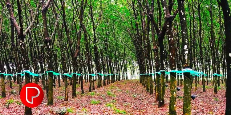 രാജ്യത്തെ ഏറ്റവും ഉയർന്ന ഗ്രാമീണ തൊഴിലാളി വേതനം; ആർബിഐ റിപ്പോർട്ടിൽ കേരളം ഒന്നാമത്