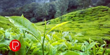 തേയിലത്തോട്ടങ്ങളില്‍ വൈവിധ്യവത്കരണവും ആധുനിക കൃഷിരീതിയും നടപ്പാക്കാന്‍ ഹാരിസണ്‍സ് മലയാളം