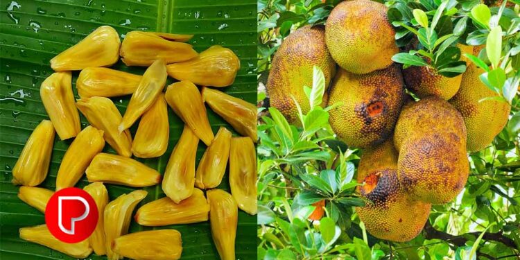 വീട്ടില്‍ പ്ലാവുണ്ടോ? ചക്കക്കുരു വരെ വിറ്റ് കാശാക്കാം, കിലോയ്ക്ക് 60 രൂപ