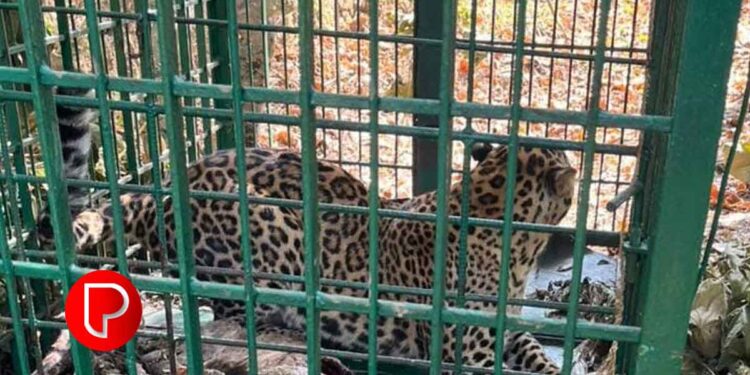 കൂടരഞ്ഞിയിൽ പരിഭ്രാന്തി പരത്തിയ പുലി കൂട്ടിൽ കുടുങ്ങി; വനംവകുപ്പ് കൂട് സ്ഥാപിച്ചത് 15 ദിവസം മുൻപ്