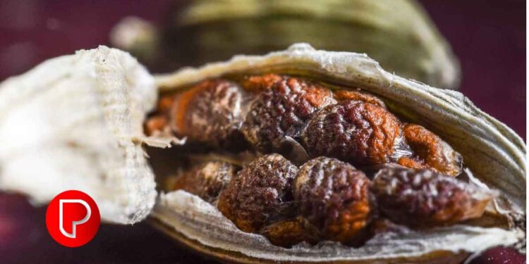 പുതുവർഷത്തിൽ കാർഷിക വിളകൾ കുതിച്ചുയർന്നു; ഏലയ്ക്കയ്ക്ക് ഒരു ദിവസം 700 രൂപ കൂടി