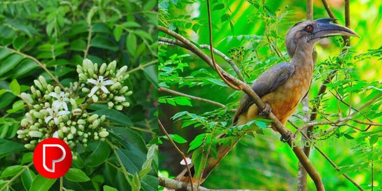 കറിവേപ്പില വീട്ടുമുറ്റത്ത് തഴച്ച്‌ വളരുന്നില്ലേ? പരിഹാരം കണ്ടെത്താം