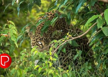 കൂരാച്ചുണ്ട് ശങ്കരവയലില്‍ തോട്ടത്തില്‍ പുലിയെ കണ്ടതായി കര്‍ഷകൻ