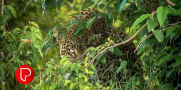 കൂരാച്ചുണ്ട് ശങ്കരവയലില്‍ തോട്ടത്തില്‍ പുലിയെ കണ്ടതായി കര്‍ഷകൻ