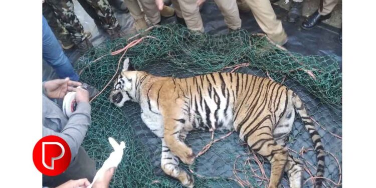 കടുവയുടെ മരണകാരണം കഴുത്തിലെ ആഴത്തിലുള്ള മുറിവുകള്‍, വയറ്റില്‍ കമ്മലുകളും തലമുടിയും