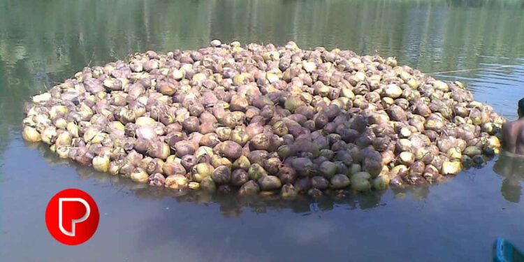 നാളികേരം കുതിച്ചുയരും, മൂല്യം ഉയര്‍ത്തിക്കൊണ്ട്…