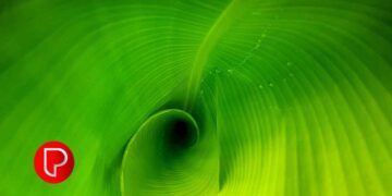 വാഴയില കൃഷിയിലൂടെ നല്ല വരുമാനം നേടാം; കുറഞ്ഞ നിക്ഷേപത്തിൽ കൂടുതല്‍ ലാഭം