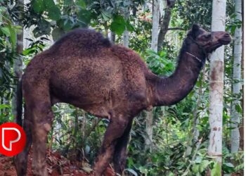 സോഷ്യൽ മീഡിയ വഴി ഒട്ടക മാംസം വില്‍പന; കൈമലര്‍ത്തി ഭക്ഷ്യസുരക്ഷാ ഉദ്യോഗസ്ഥരും പോലീസും