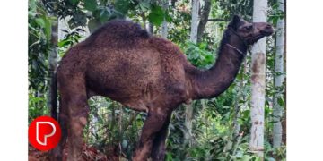 സോഷ്യൽ മീഡിയ വഴി ഒട്ടക മാംസം വില്‍പന; കൈമലര്‍ത്തി ഭക്ഷ്യസുരക്ഷാ ഉദ്യോഗസ്ഥരും പോലീസും