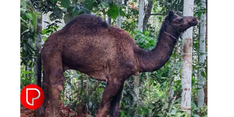 സോഷ്യൽ മീഡിയ വഴി ഒട്ടക മാംസം വില്‍പന; കൈമലര്‍ത്തി ഭക്ഷ്യസുരക്ഷാ ഉദ്യോഗസ്ഥരും പോലീസും