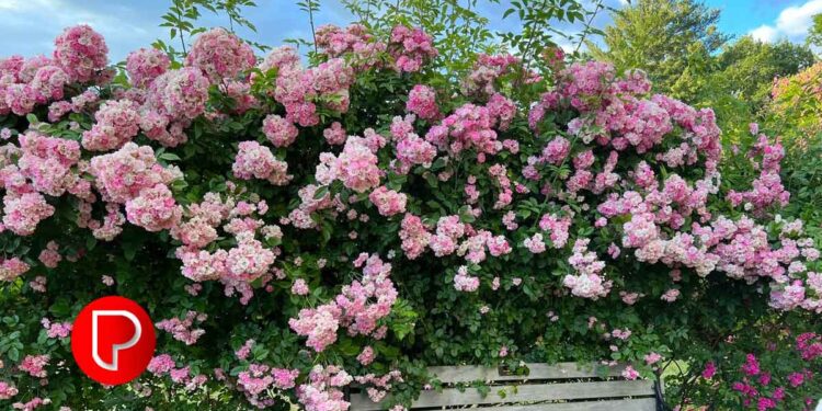 വീട്ടില് പൂന്തോട്ടം ഒരുക്കുമ്ബോള് ഇക്കാര്യങ്ങള് ശ്രദ്ധിക്കണം