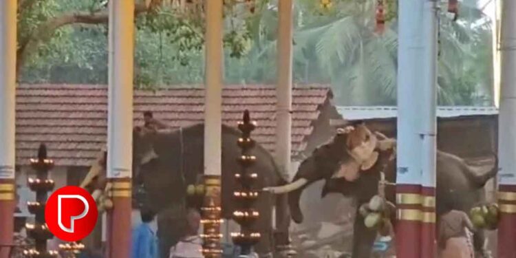 ആനയിടഞ്ഞ് മൂന്ന് പേര്‍ മരിച്ച സംഭവം; കൊയിലാണ്ടി നഗരസഭയിലെ 9 വാര്‍ഡുകളില്‍ ഇന്ന് ഹര്‍ത്താല്‍