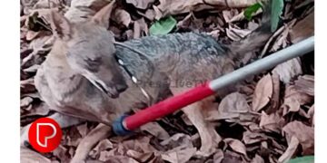 തച്ചംപൊയിലിൽ പരിഭ്രാന്തി സൃഷ്ടിച്ച കുറുക്കനെ പിടികൂടി