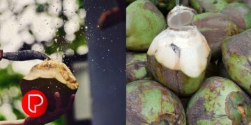 തേങ്ങ വില കൂടിയത് തിരിച്ചടി; ഇളനീർ വില കുതിച്ചുയരുന്നു; 40 രൂപവരെ മാത്രം ഉണ്ടായിരുന്നത് ഇപ്പോള്‍ 60 രൂപവരെയായി