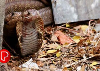 മുക്കത്ത് വീടിനോട് ചേർന്ന പറമ്പിൽനിന്നും മൂർഖൻ പാമ്പുകളെ പിടികൂടി