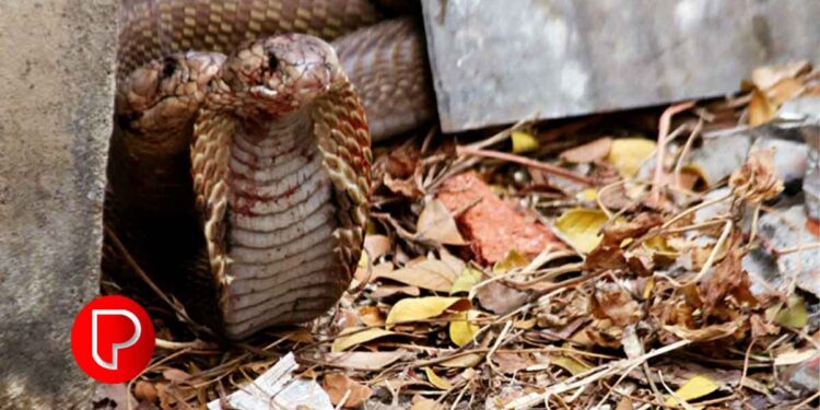 മുക്കത്ത് വീടിനോട് ചേർന്ന പറമ്പിൽനിന്നും മൂർഖൻ പാമ്പുകളെ പിടികൂടി