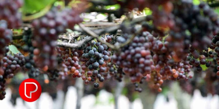 മറ്റ് നാടുകളില് കണ്ടിട്ടുള്ള വള്ളികളില് പടര്ന്നു കയറിയ മുന്തിരി ചെടി നിങ്ങളുടെ തോട്ടത്തിലും വേണ്ടേ? ഇതാ ഇതുപോലെ ചെയ്യാം