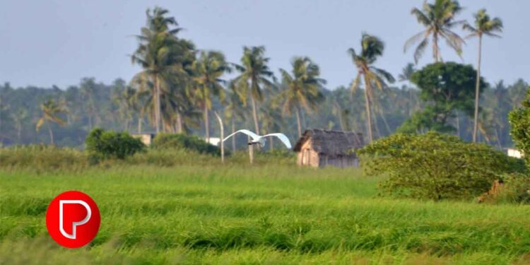 പൊക്കാളി കൃഷിയുടെ അടിസ്ഥാന സൗകര്യങ്ങള്‍ക്കായി പത്തു കോടി അനുവദിക്കും: മന്ത്രി പി പ്രസാദ്