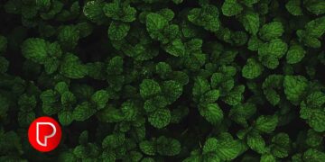 പുതിന ‘ഫ്രഷ്’ ആയി ഇരിക്കും; ഇത്രയും ചെയ്താൽ മതി