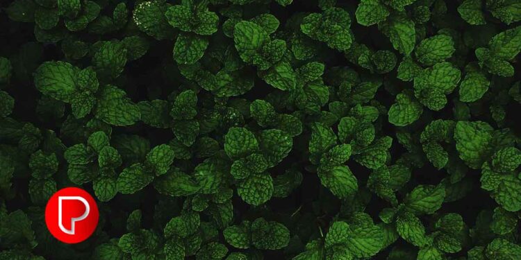 പുതിന ‘ഫ്രഷ്’ ആയി ഇരിക്കും; ഇത്രയും ചെയ്താൽ മതി