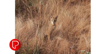 കൂടരഞ്ഞിയില്‍ കൂട്ടിൽ 50 കോഴികളിൽ, 19 എണ്ണം ചത്തു; സിസിടിവിയിൽ ആരാണെന്ന് തിരിച്ചറിഞ്ഞു, പോക്കാൻ (കാട്ടുപൂച്ച) യാണെന്ന് സ്ഥിരീകരിച്ചു