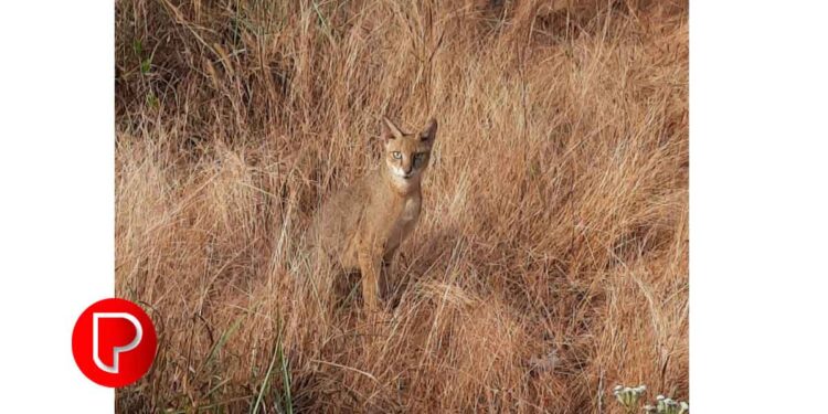 കൂടരഞ്ഞിയില് കൂട്ടിൽ 50 കോഴികളിൽ, 19 എണ്ണം ചത്തു; സിസിടിവിയിൽ ആരാണെന്ന് തിരിച്ചറിഞ്ഞു, പോക്കാൻ (കാട്ടുപൂച്ച) യാണെന്ന് സ്ഥിരീകരിച്ചു