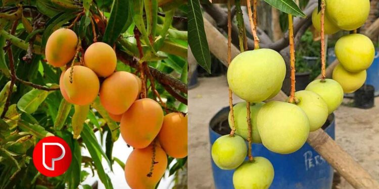 ബേപ്പൂർ നടുവട്ടം കെെയിടവഴിയില്‍ സുരാജിന്റെ വീട്ടില്‍ എന്നും മാമ്ബഴക്കാലം