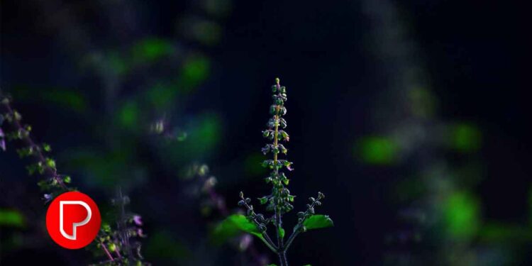 രാവിലെ വെറുംവയറ്റില്‍ തുളസി വെള്ളം കുടിക്കൂ; അറിയാം ഗുണങ്ങള്‍