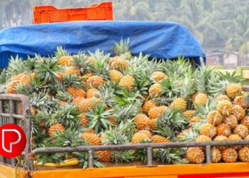 പൈനാപ്പിളിന് വിപണിയില്‍ ഡിമാൻഡ് കൂടിയ സമയത്ത് കിട്ടാനില്ല, തിരിച്ചടിയായത് ഇക്കാരണങ്ങള്‍