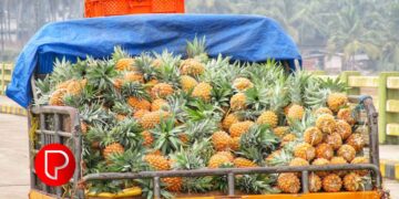 പൈനാപ്പിളിന് വിപണിയില്‍ ഡിമാൻഡ് കൂടിയ സമയത്ത് കിട്ടാനില്ല, തിരിച്ചടിയായത് ഇക്കാരണങ്ങള്‍