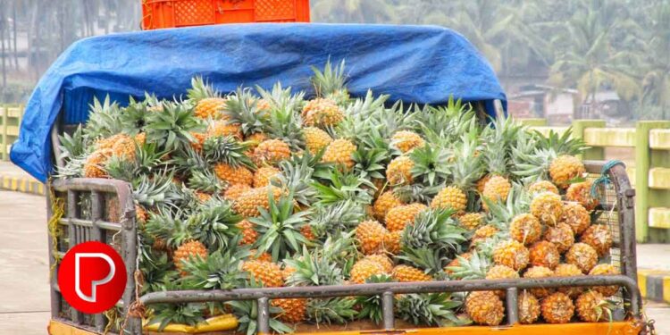 പൈനാപ്പിളിന് വിപണിയില്‍ ഡിമാൻഡ് കൂടിയ സമയത്ത് കിട്ടാനില്ല, തിരിച്ചടിയായത് ഇക്കാരണങ്ങള്‍